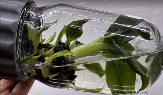 Weefselkweekbesmetting:identificatie en controle | PPM™ Biocoupler™ 