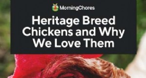 Pollos Heritage:comprensión de la diferencia y los beneficios 