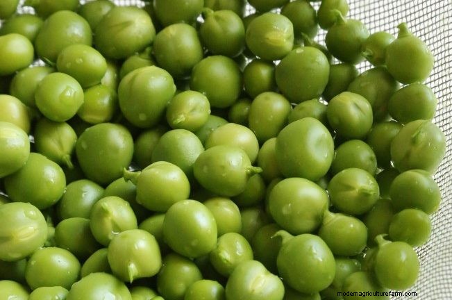 Mangime per anatre fai-da-te:fai crescere il tuo per risparmiare sui costi e salute 