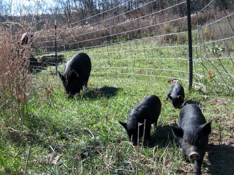 Natuurlijke tuinbewerking met varkens:een duurzame gids 