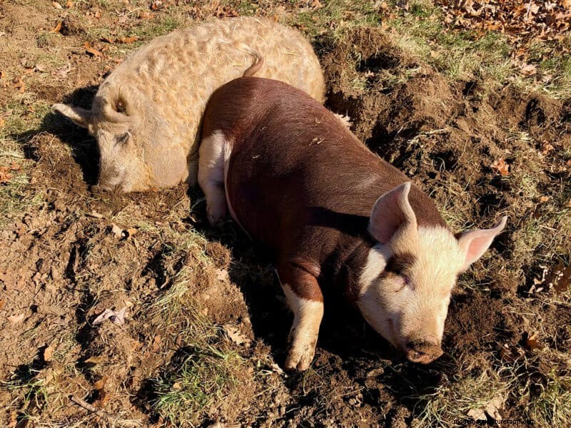 Natuurlijke tuinbewerking met varkens:een duurzame gids 