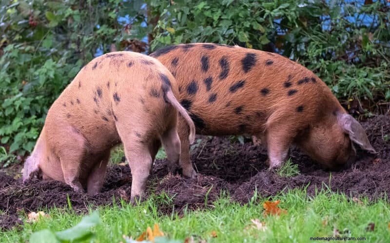 Natuurlijke tuinbewerking met varkens:een duurzame gids 
