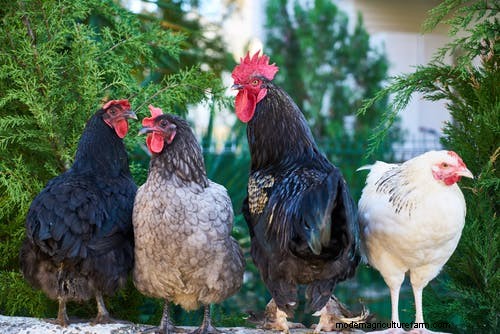Perché i polli mangiano le uova:cause e soluzioni 