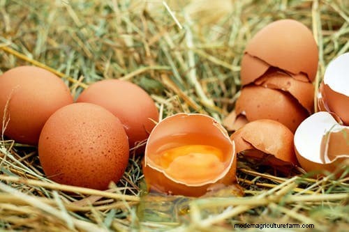 Perché i polli mangiano le uova:cause e soluzioni 