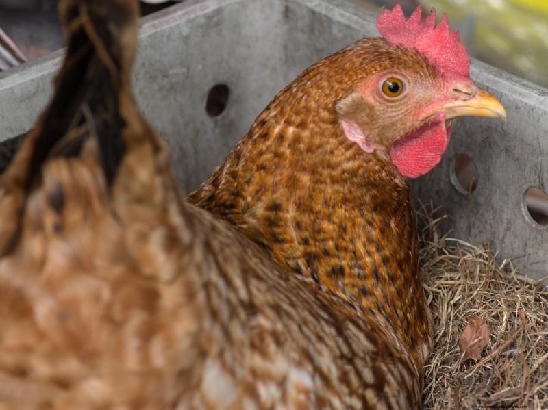 Perché i polli mangiano le uova:cause e soluzioni 