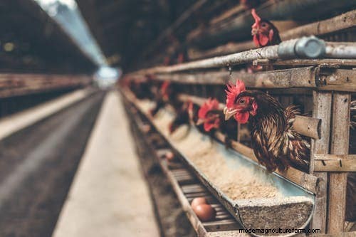 Perché i polli mangiano le uova:cause e soluzioni 