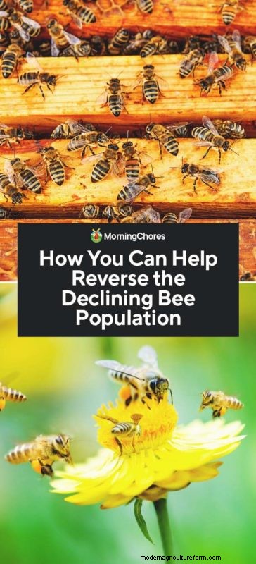 Bienen schützen:Einfache Maßnahmen zur Unterstützung der Bestäuberpopulationen 