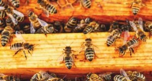 Bienen schützen:Einfache Maßnahmen zur Unterstützung der Bestäuberpopulationen 