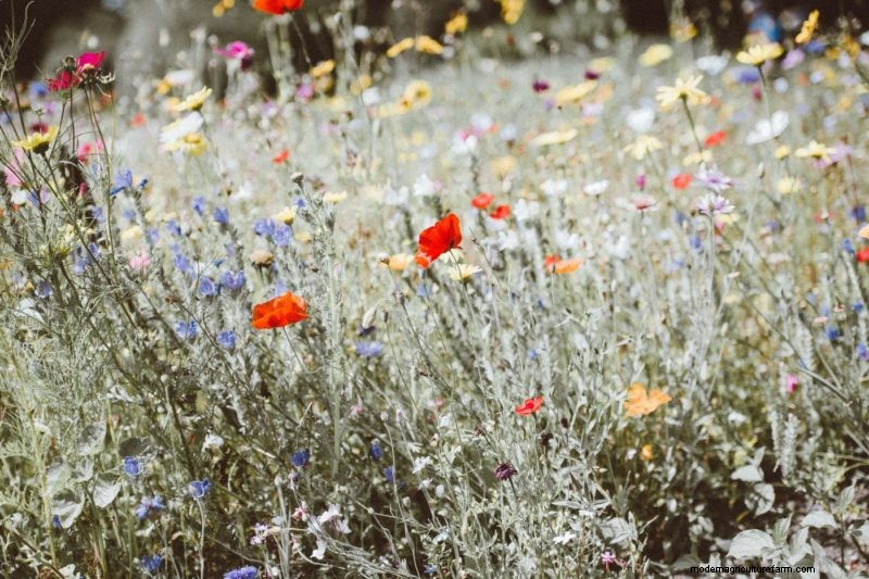 Bienen schützen:Einfache Maßnahmen zur Unterstützung der Bestäuberpopulationen 
