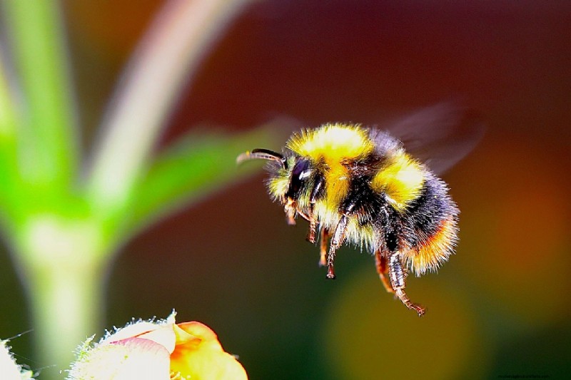 Bienen schützen:Einfache Maßnahmen zur Unterstützung der Bestäuberpopulationen 