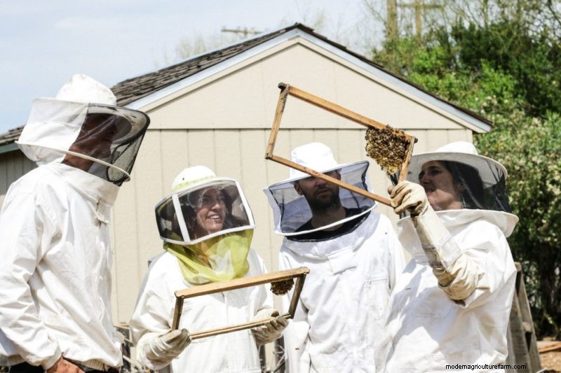 Bienen schützen:Einfache Maßnahmen zur Unterstützung der Bestäuberpopulationen 