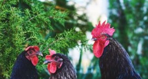 Guía del huerto de pollos:mejora de la salud del rebaño y búsqueda de alimento natural 