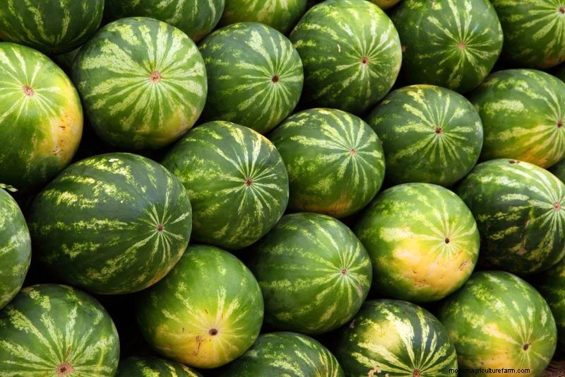 Guida all allevamento di polli:potenziare la salute del gregge e il foraggiamento naturale 