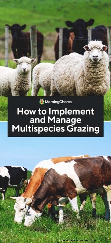 Begrazing met meerdere soorten:een gids voor het optimaliseren van weilanden op kleine boerderijen 