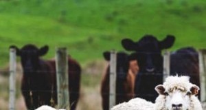 Multispecies Grazing:A Guide to Optimizing Small Farm Pastures 
