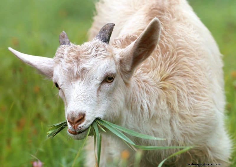 Begrazing met meerdere soorten:een gids voor het optimaliseren van weilanden op kleine boerderijen 