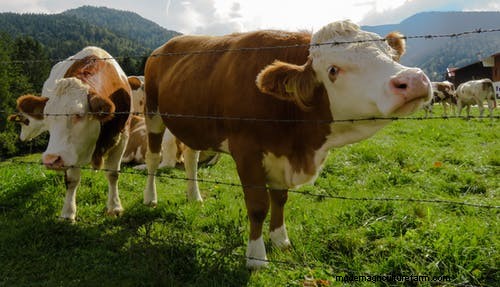 Begrazing met meerdere soorten:een gids voor het optimaliseren van weilanden op kleine boerderijen 