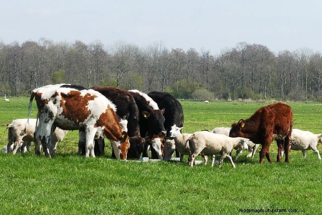 Begrazing met meerdere soorten:een gids voor het optimaliseren van weilanden op kleine boerderijen 