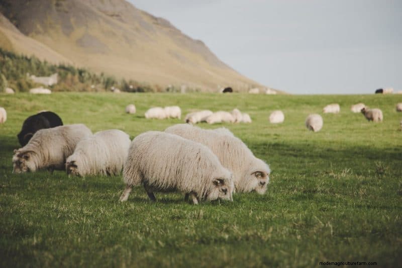 Begrazing met meerdere soorten:een gids voor het optimaliseren van weilanden op kleine boerderijen 