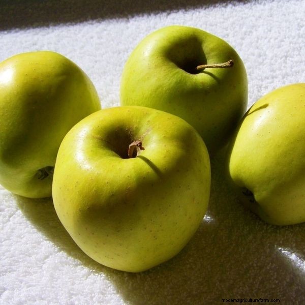 Zuilvormige fruitbomen:kweek een boomgaard in kleine ruimtes | [Uw merk] 
