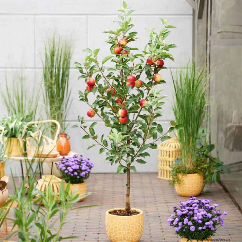 Zuilvormige fruitbomen:kweek een boomgaard in kleine ruimtes | [Uw merk] 