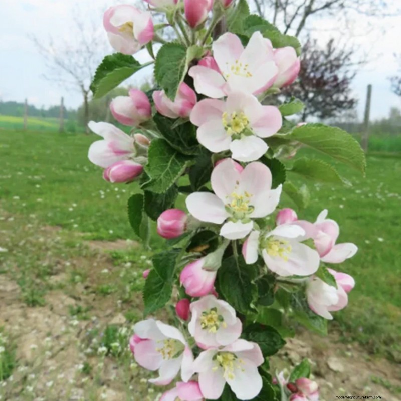 Zuilvormige fruitbomen:kweek een boomgaard in kleine ruimtes | [Uw merk] 