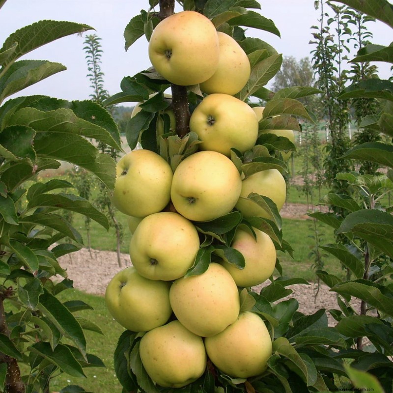 Zuilvormige fruitbomen:kweek een boomgaard in kleine ruimtes | [Uw merk] 