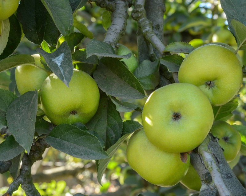 Heirloom Apples:En guide till att odla unika sorter 