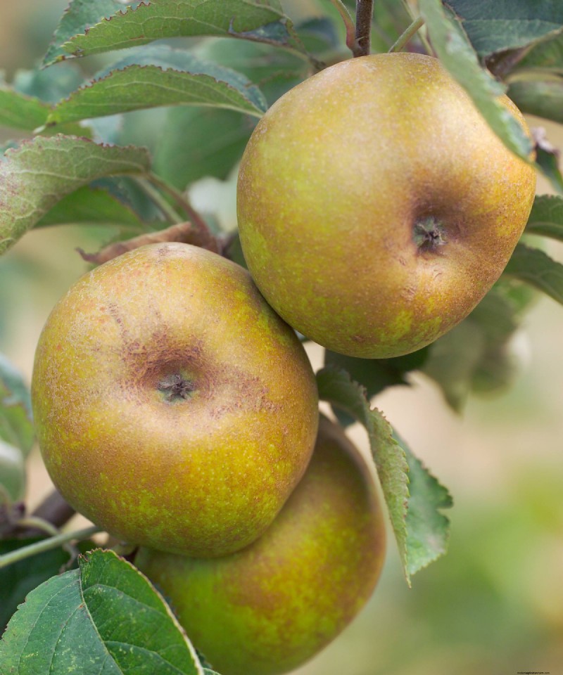 Heirloom Apples:En guide till att odla unika sorter 