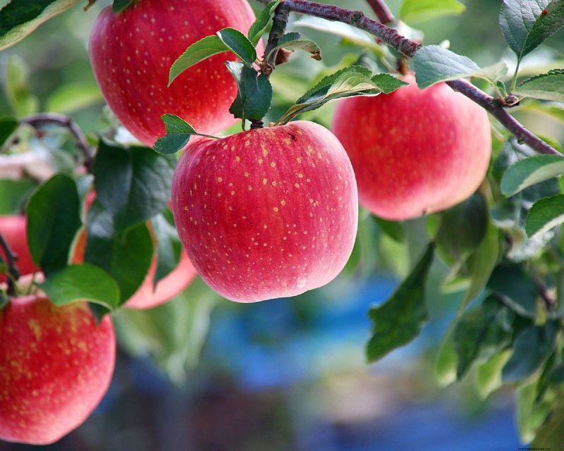 Heirloom Apples:En guide till att odla unika sorter 