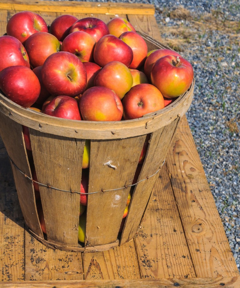 Heirloom Apples:En guide till att odla unika sorter 