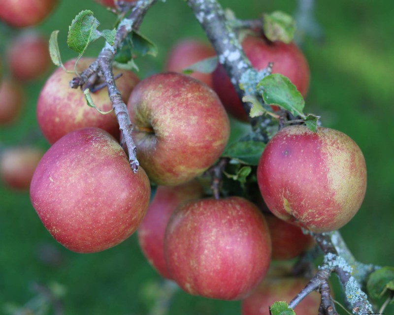 Heirloom Apples:En guide till att odla unika sorter 