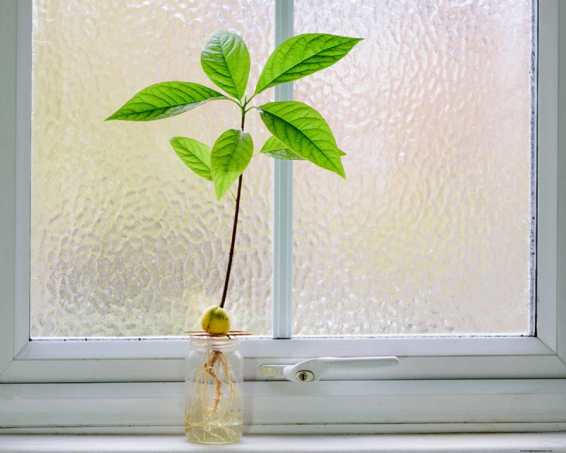 Kweek een avocadoplant:een eenvoudige handleiding voor beginners 