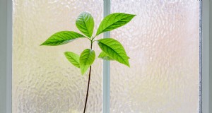 Eine Avocadopflanze anbauen:Eine einfache Anleitung für Anfänger 