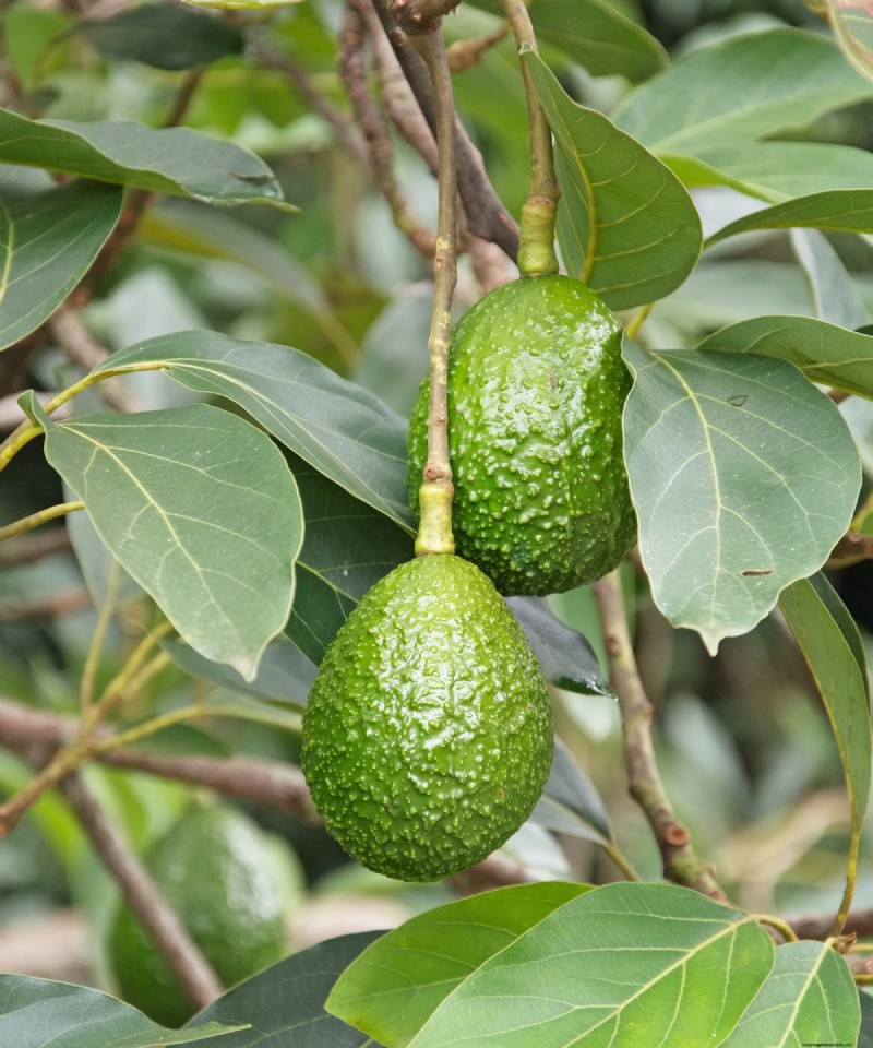 Kweek een avocadoplant:een eenvoudige handleiding voor beginners 