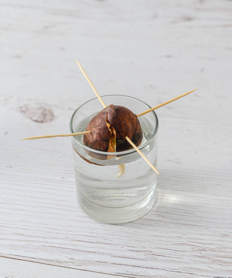 Kweek een avocadoplant:een eenvoudige handleiding voor beginners 