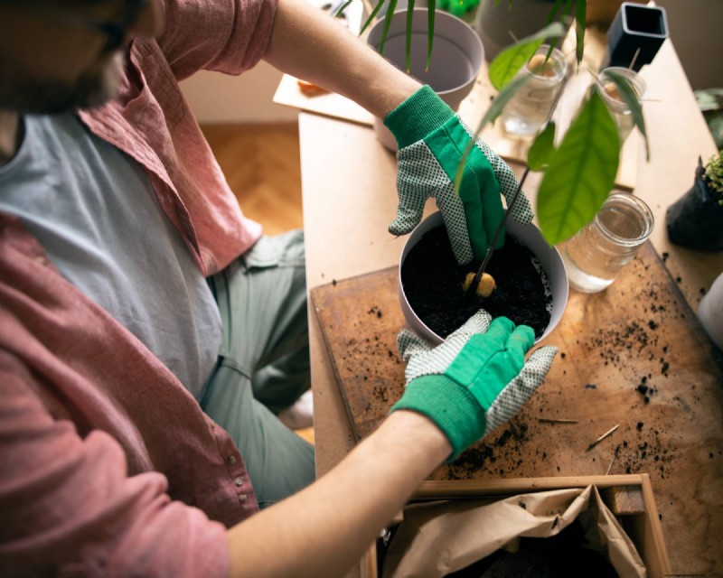 Kweek een avocadoplant:een eenvoudige handleiding voor beginners 