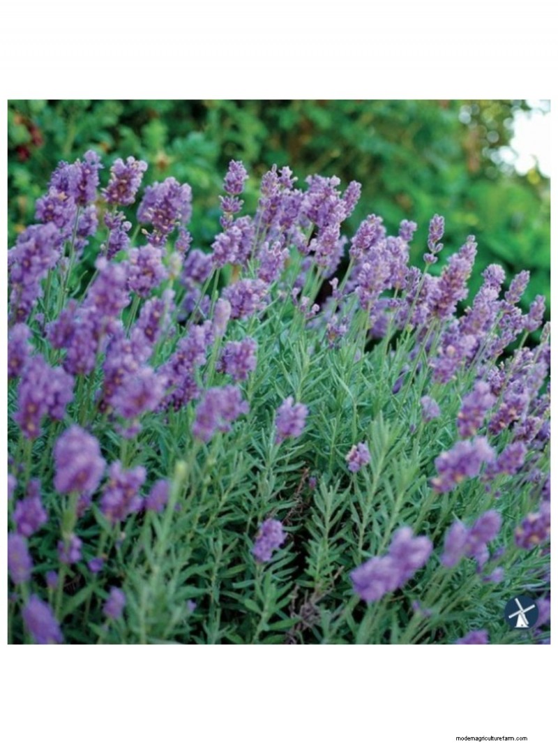 I migliori regali per la festa della mamma per mamme amanti del giardino | [Nome del tuo marchio/sito web] 