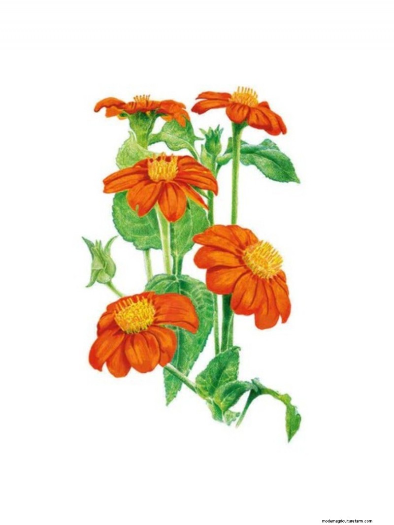 I migliori regali per la festa della mamma per mamme amanti del giardino | [Nome del tuo marchio/sito web] 