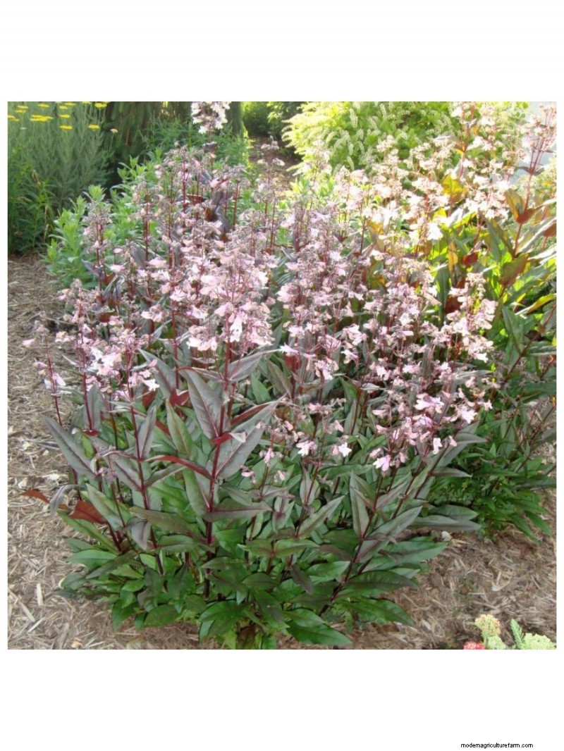 I migliori regali per la festa della mamma per mamme amanti del giardino | [Nome del tuo marchio/sito web] 