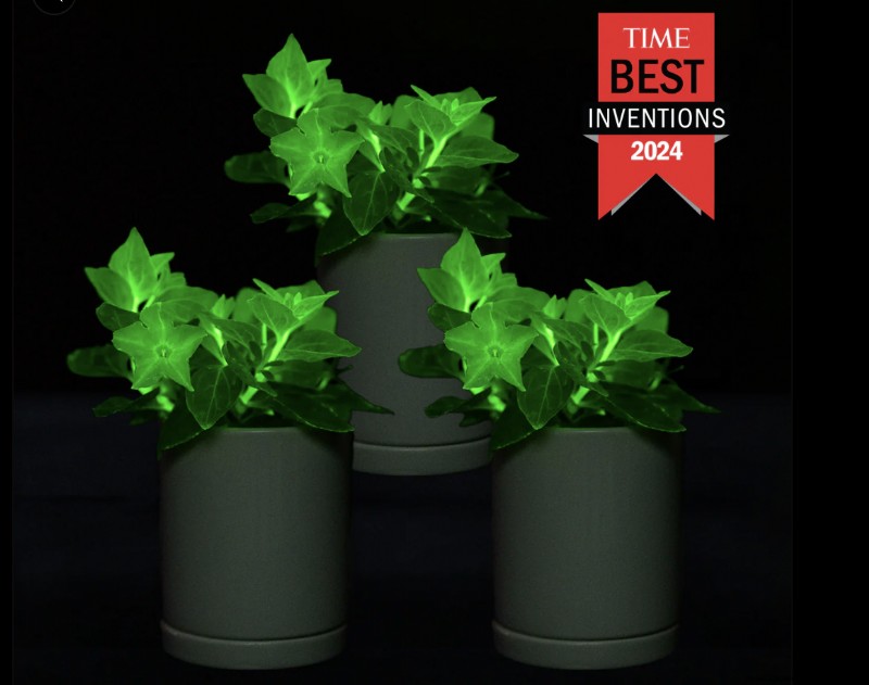 Firefly Petunia:het kweken van  s werelds eerste bioluminescente plant | Licht bio 