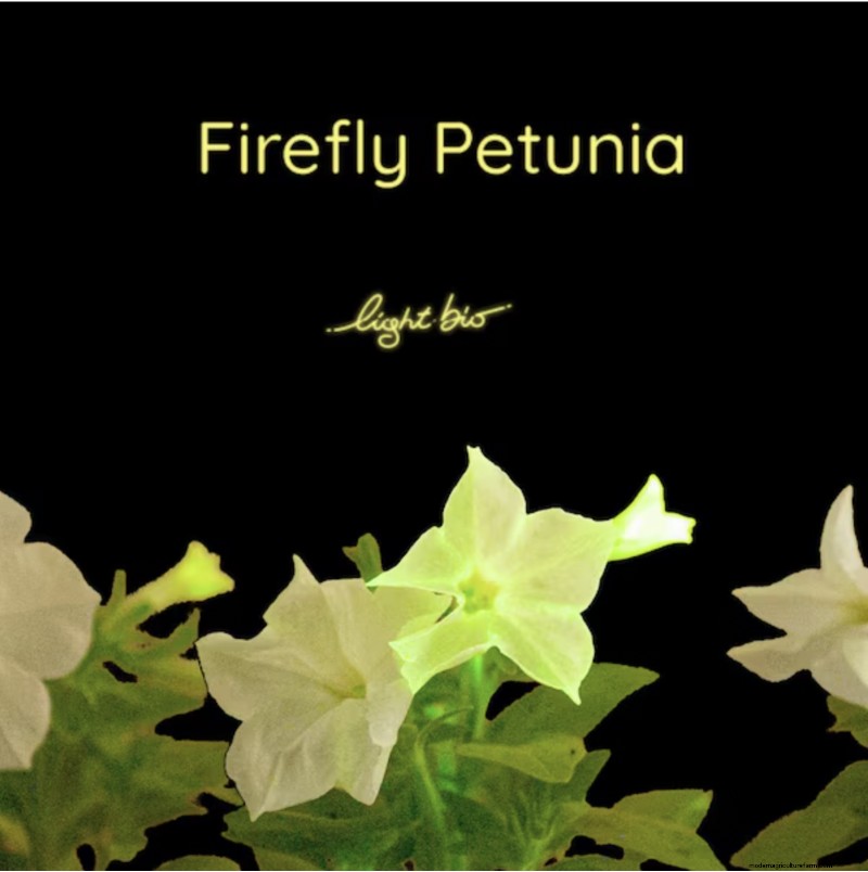 Firefly Petunia:het kweken van  s werelds eerste bioluminescente plant | Licht bio 