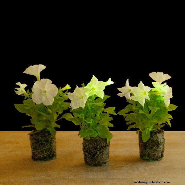 Firefly Petunia:het kweken van  s werelds eerste bioluminescente plant | Licht bio 