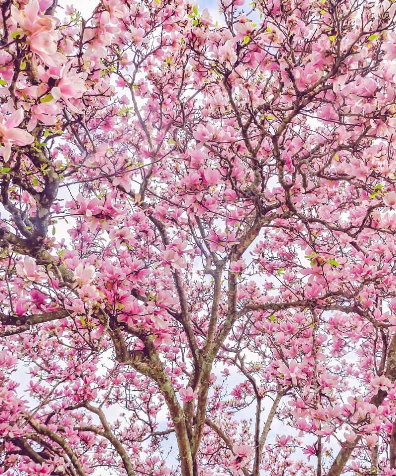 Die Magie blühender Bäume:Wie ein Baum eine Nachbarschaft veränderte 