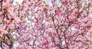 Die Magie blühender Bäume:Wie ein Baum eine Nachbarschaft veränderte 