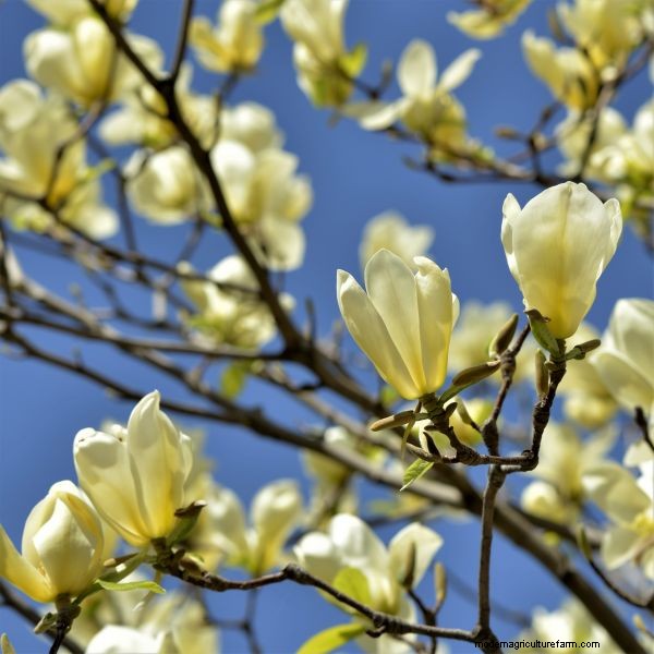 Die Magie blühender Bäume:Wie ein Baum eine Nachbarschaft veränderte 