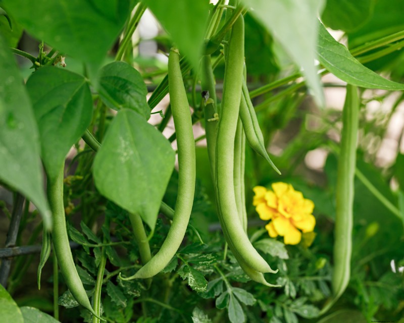 夏の豊かな収穫のために5月に植えるのに最適な野菜 