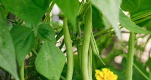 夏の豊かな収穫のために5月に植えるのに最適な野菜 