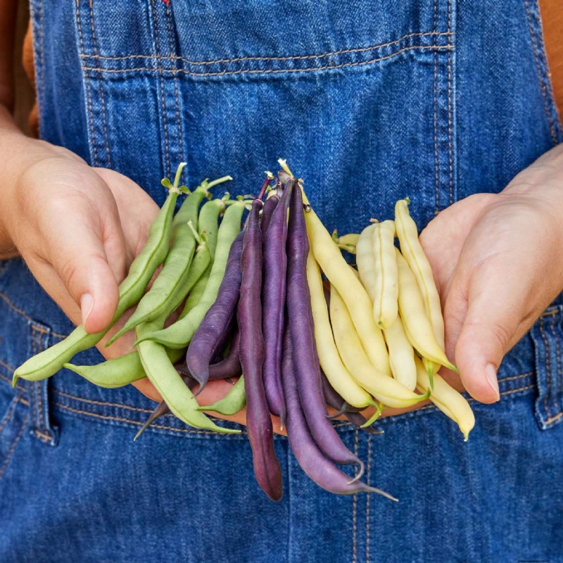 夏の豊かな収穫のために5月に植えるのに最適な野菜 