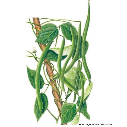 夏の豊かな収穫のために5月に植えるのに最適な野菜 